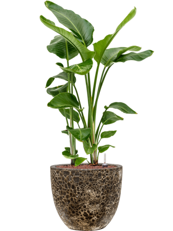 Baq Лавовый Купелла Реликтовый Чёрный D36×34 см