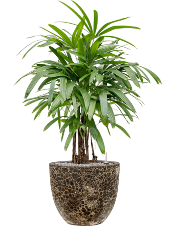 Baq Лавовый Купелла Реликтовый Чёрный D36×34 см