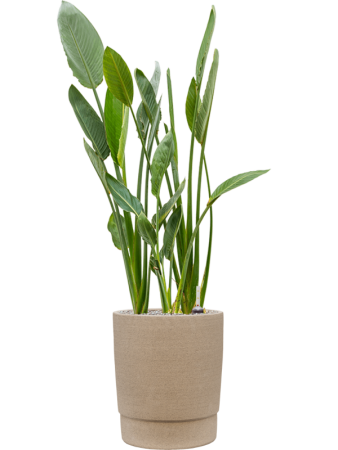 Чао Горшок Цементный D37×43 см