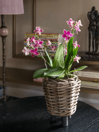 Drypot Rattan Раунд Чёрный With Feet D27×42 см