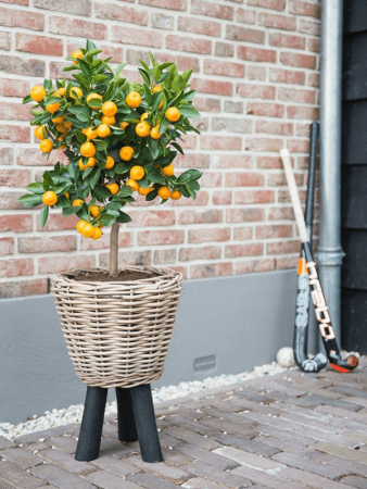 Drypot Rattan Раунд Чёрный With Feet D33×45 см