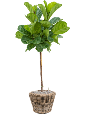 Drypot Rattan Раунд Серый D43×33 см