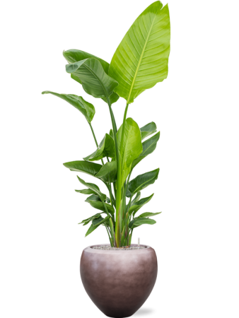 Baq Металлик Серебристый Leaf Купелла Матовый Кофейный С Вкладышем D50×45 см