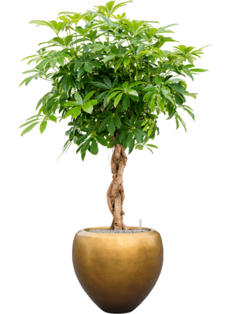 Baq Металлик Серебристый Leaf Купелла Матовый Медовый С Вкладышем D50×45 см
