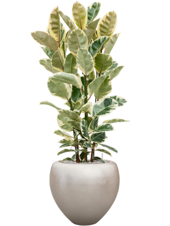 Baq Металлик Серебристый Leaf Купелла Матовый Светлый Шампань С Вкладышем D50×45 см
