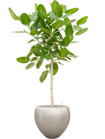 Baq Металлик Серебристый Leaf Купелла Матовый Светлый Шампань С Вкладышем D50×45 см