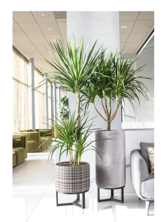 Pouf Кашпо Шампанское D45×55 см