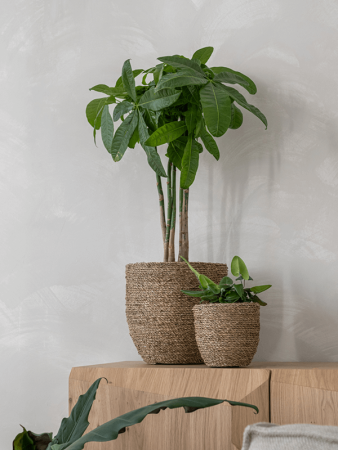 Богемия Коди XS Straw Grass D17×15 см
