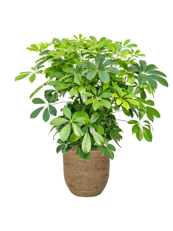 Богемия Коди M Straw Grass D27×26 см