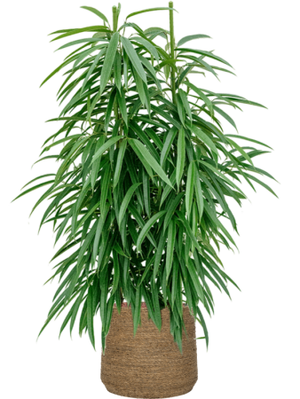 Богемия Пэтт L Straw Grass D35×30 см