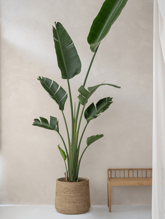 Богемия Пэтт XL Straw Grass D49×41 см