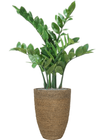 Богемия Бен M Straw Grass D30×41 см