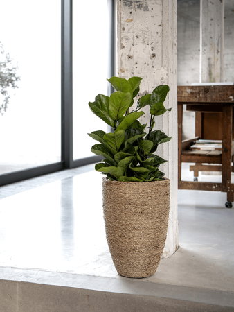 Богемия Бен XL Straw Grass D52×72 см