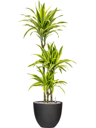 Утончённый Корал M Volcano Чёрный D25×21 см