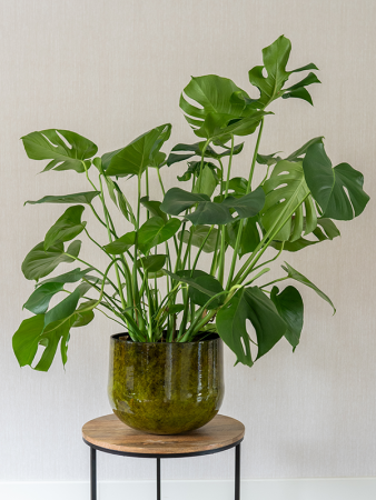 Emmie Горшок Мистический Жёлтый D27×23 см