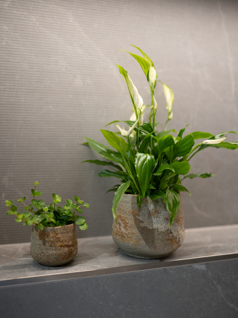 Jelmer Горшок Мятный D12×11 см