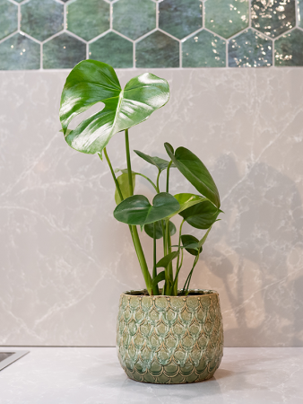 Debby Горшок Thyme D8×7 см