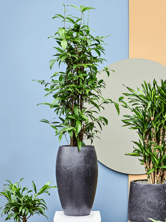 Baq Капля Дождя Император Антрацитовый D37×60 см