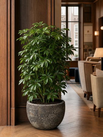 Baq Sandora Чаша Коричневый D40×24 см