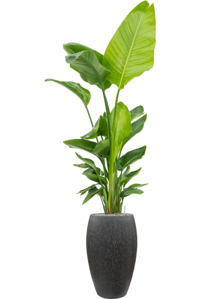 Baq Капля Дождя Император Антрацитовый D37×60 см