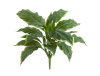 Хоста Соу Свит зелёная с белой каймой (Sensitive Botanic) — 20.1152GWH
