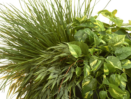 Бамбук ампельный