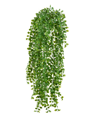 Каллизия куст ампельный